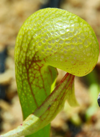 Darlingtonia californica