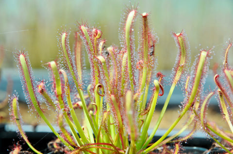 Drosera capensis