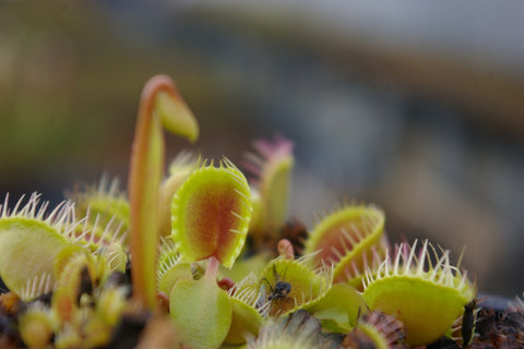 Dionaea 'Cupped trap'