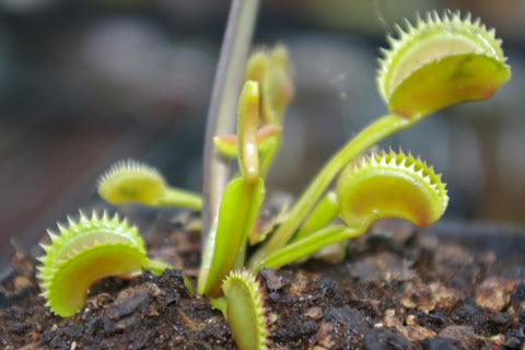 Dionaea 'Dentate'