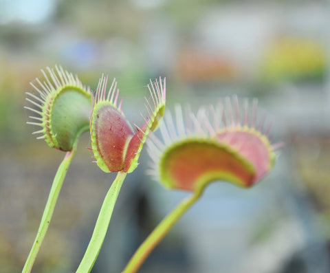 Dionaea "Greta Garbo"