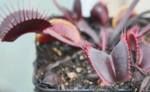 Dionaea 'Holland Red'