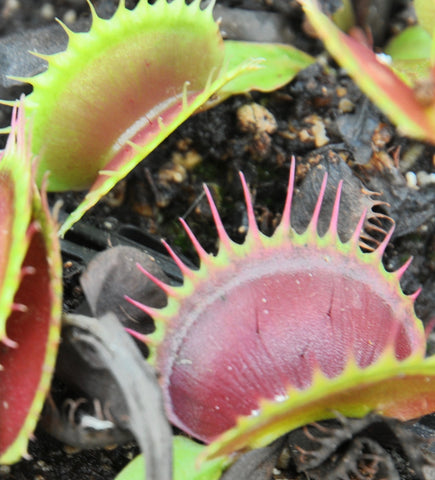 Dionaea 'Jaws'