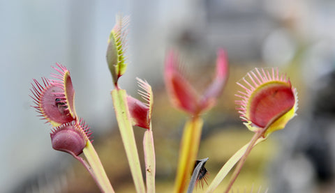 Dionaea "titan"