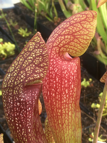 Sarracenia x 'Dixie Lace'