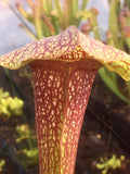 Sarracenia x 'Dixie Lace'