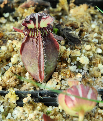 Cephalotus follicularis  'Duddley Watts'