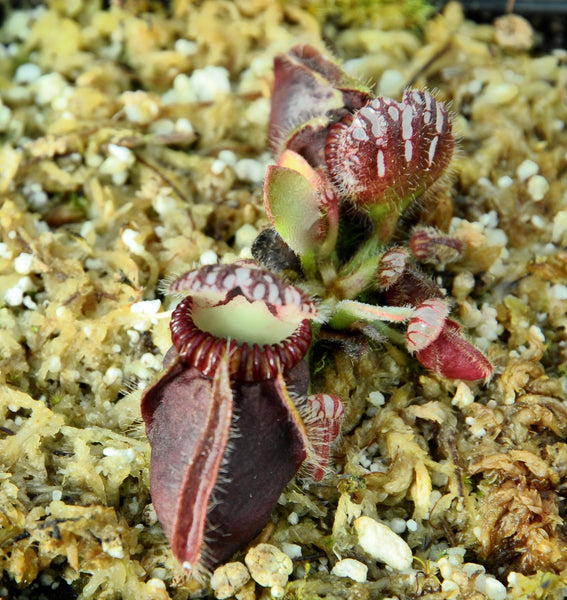 Cephalotus follicularis 'Eden Black'