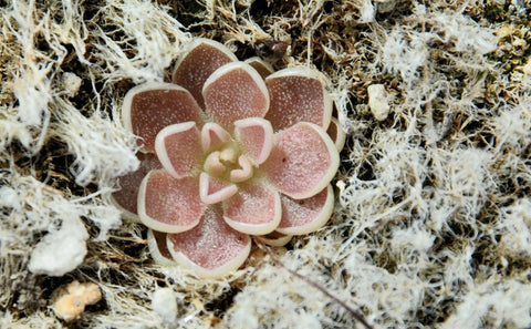 Pinguicula ehlersiae