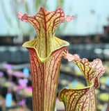 Sarracenia x moorei "Elizabeth"