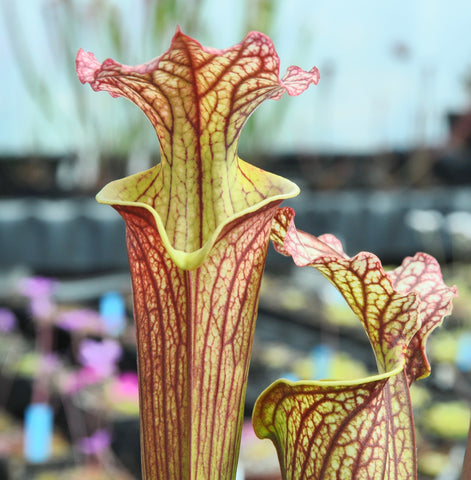 Sarracenia x moorei "Elizabeth"