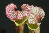 Sarracenia x moorei "Elizabeth"