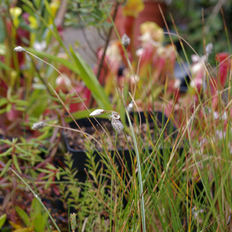 Eriophorum angustifolium
