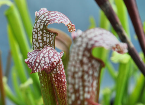 Sarracenia x excellens