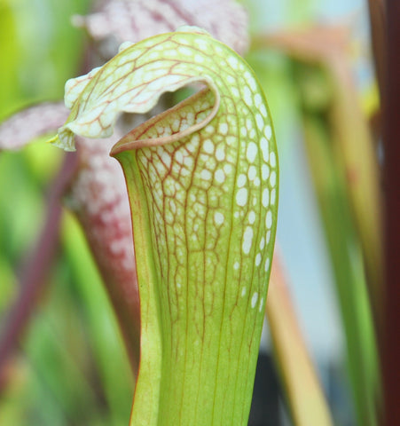 Sarracenia x excellens "fleur jaune"