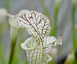 Sarracenia leucophylla