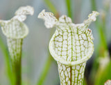Sarracenia leucophylla