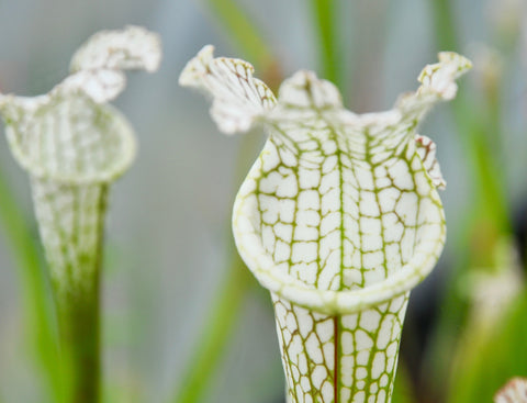 Sarracenia leucophylla