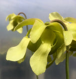 Sarracenia leucophylla cv  'Schnell's ghost'