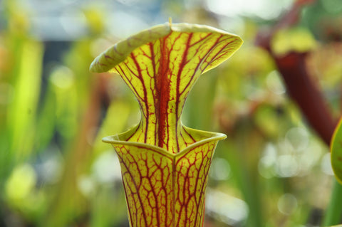 Sarracenia flava var. ornata