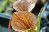 Sarracenia flava var. cuprea