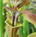 Sarracenia flava var. cuprea