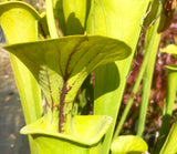 Sarracenia flava "slack's maxima"