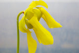 Sarracenia flava "slack's maxima"