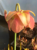 Sarracenia x barba