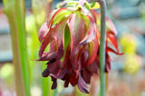 Sarracenia leucophylla 'Tarnok'