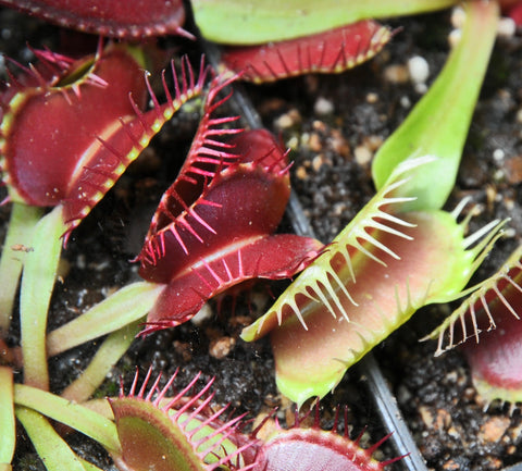 Dionaea 'Fondue'