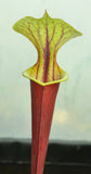 Sarracenia flava var. rubricorpora