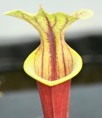Sarracenia flava var. rubricorpora