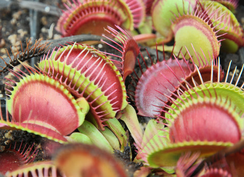Dionaea "giant"