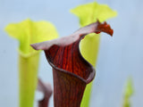 Sarracenia x ((S. alata x S. flava) x S. mitchelliana)