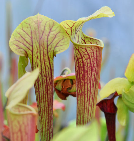 Sarracenia x ((S. alata x S. flava) x S. mitchelliana)