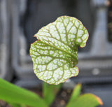 sarracenia x (oreophila x (alata x leucophylla))