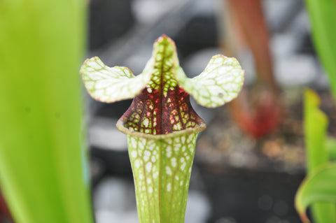 sarracenia x (oreophila x (alata x leucophylla))