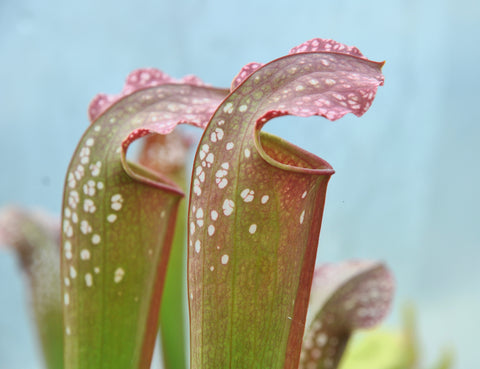 Sarracenia x excellens (A. Slack)