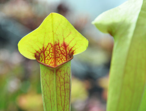 Sarracenia x ((S. x catesbaei) x (S. x swaniana))