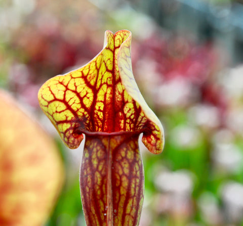 Sarracenia x (S. purpurea ssp purpurea x S. oreophila)
