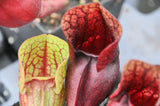 Sarracenia x (x courtii x purpurea)