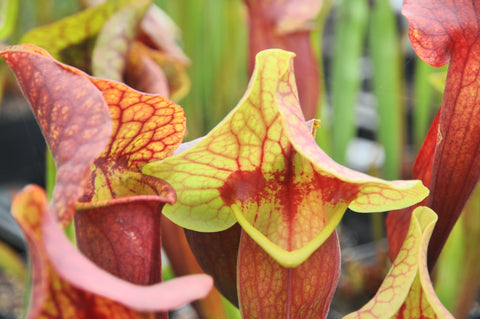 Sarracenia x exornata "red throat"