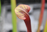 Sarracenia x (S. alata red throat x S. flava var. atropurpurea)