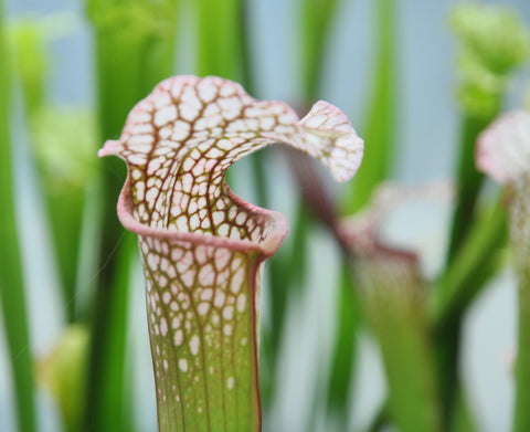 Sarracenia x Diane Whittaker