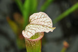 Sarracenia x Diane Whittaker