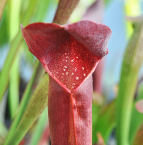 Sarracenia x ((S. x willisii) x S. minor var. okefenokeensis))