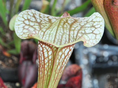 Sarracenia x "sky watcher"