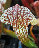 Sarracenia x "sky watcher"