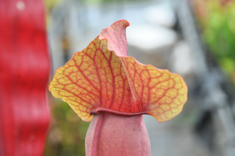 Sarracenia x exornata
